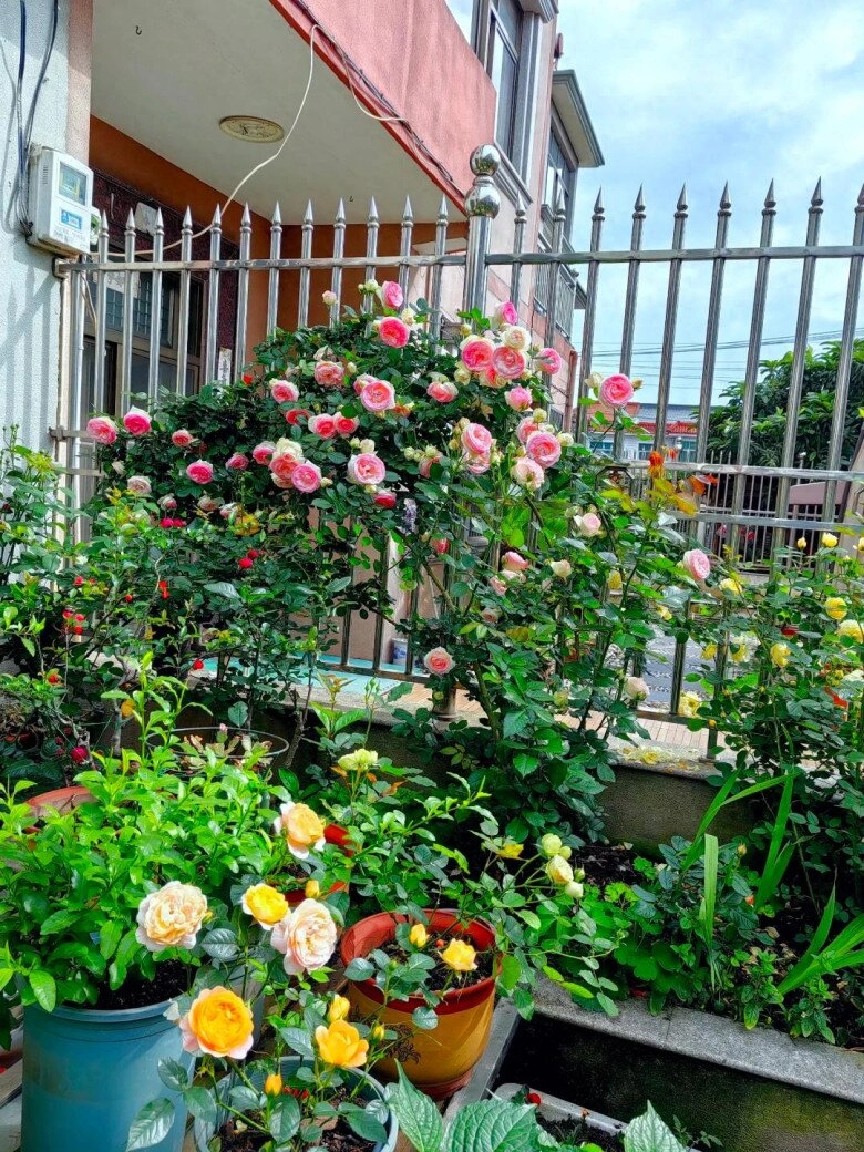 Mẹ đảm chôn thứ này vào gốc hoa hồng hoa nở quanh năm bông to như cái bát tỏa ngát hương - 2