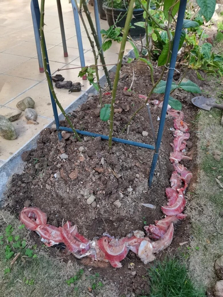 Mẹ đảm chôn thứ này vào gốc hoa hồng hoa nở quanh năm bông to như cái bát tỏa ngát hương - 6
