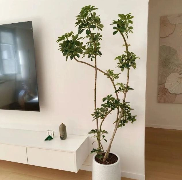 Mùa thu trồng cây ngũ gia bì nhớ tuân theo quy tắc 3 nhiều 1 ít cành lá sẽ tươi tốt - 1