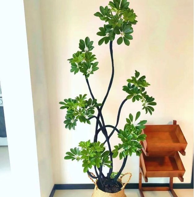 Mùa thu trồng cây ngũ gia bì nhớ tuân theo quy tắc 3 nhiều 1 ít cành lá sẽ tươi tốt - 2