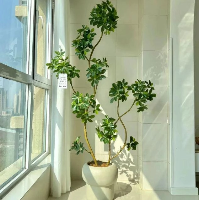 Mùa thu trồng cây ngũ gia bì nhớ tuân theo quy tắc 3 nhiều 1 ít cành lá sẽ tươi tốt - 3