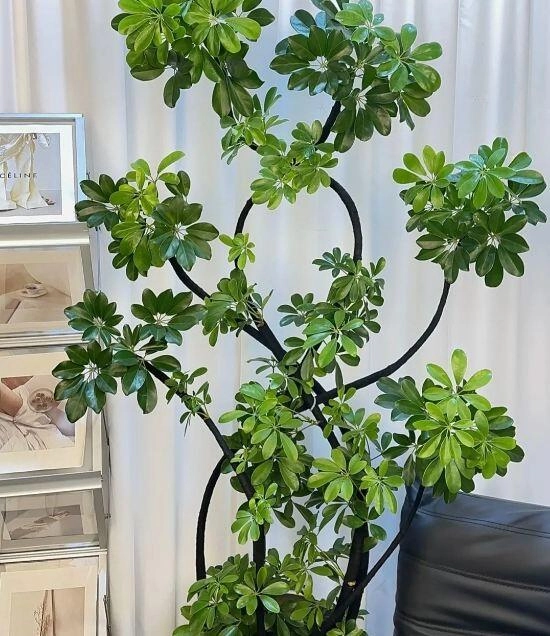 Mùa thu trồng cây ngũ gia bì nhớ tuân theo quy tắc 3 nhiều 1 ít cành lá sẽ tươi tốt - 4