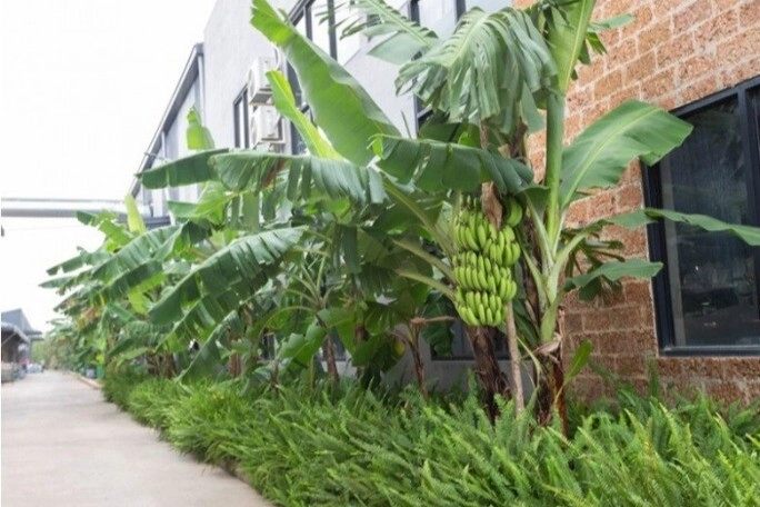 Nên hay không nên trồng cây chuối trước nhà trồng đúng nơi tài lộc chảy ào ào vào nhà - 1