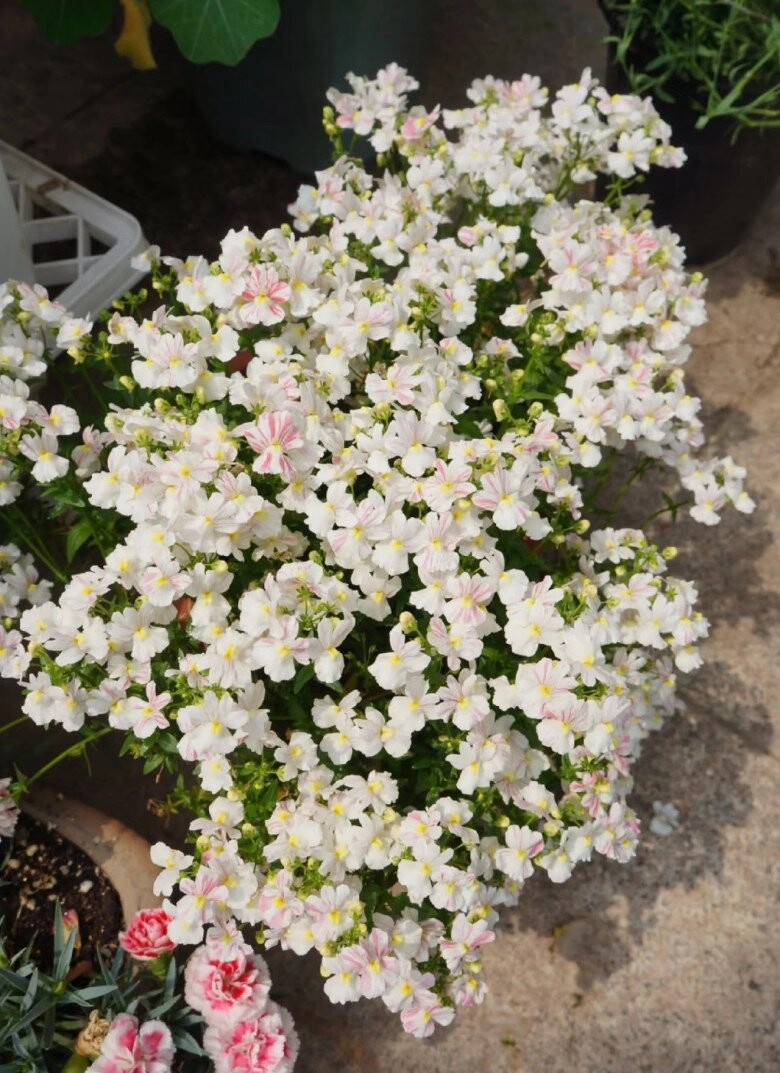 nữ hoàng hoa cỏ rực rỡ như mây ngũ sắc nở 300 ngày mỗi năm vừa thơm vừa dễ trồng - 7