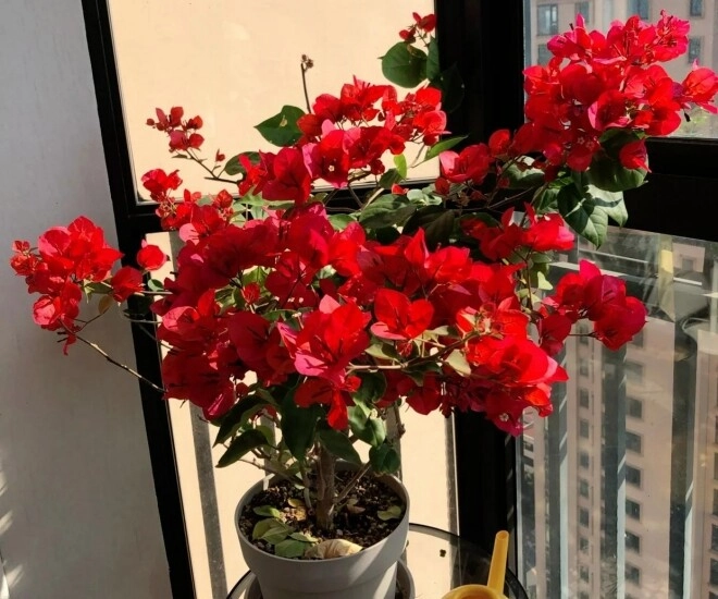 Sau khi trồng hoa giấy ở ban công 2 năm tôi rất hối hận vì lý do này - 1