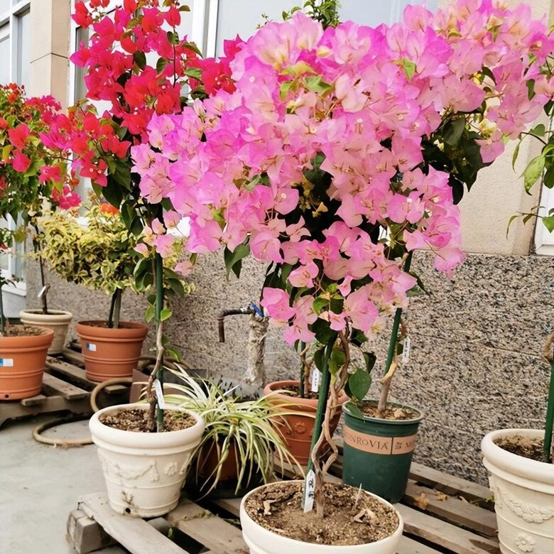 Sau khi trồng hoa giấy ở ban công 2 năm tôi rất hối hận vì lý do này - 3