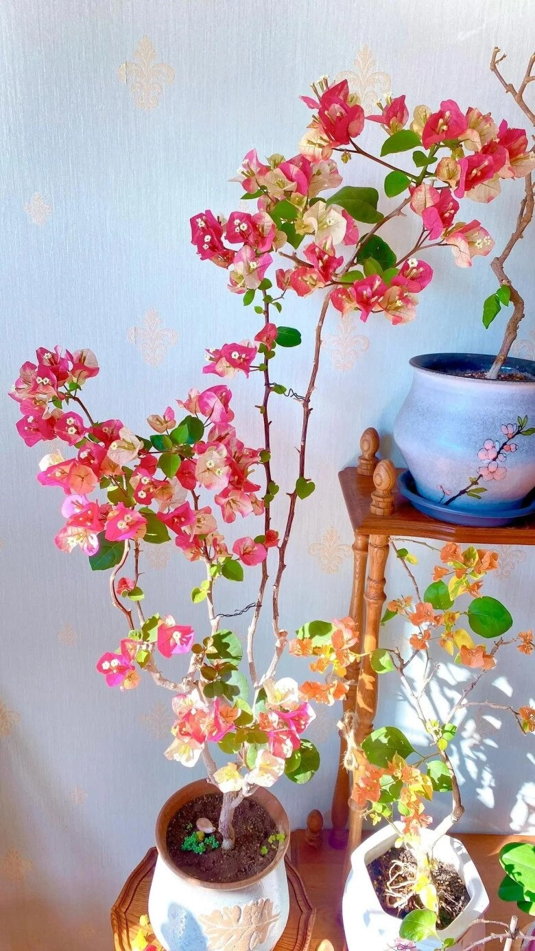 Sau khi trồng hoa giấy ở ban công 2 năm tôi rất hối hận vì lý do này - 9