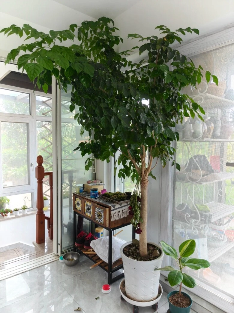 Trong phòng khách có 3 cây xanh phát tài này 10 người thì 9 người giàu có - 2