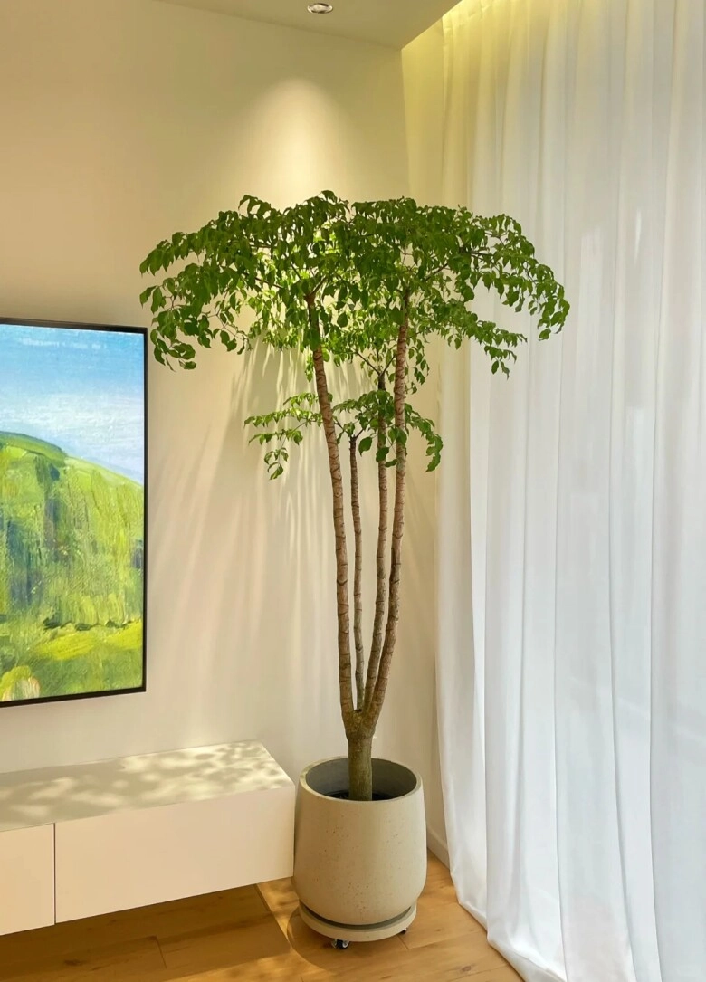 Trong phòng khách có 3 cây xanh phát tài này 10 người thì 9 người giàu có - 3