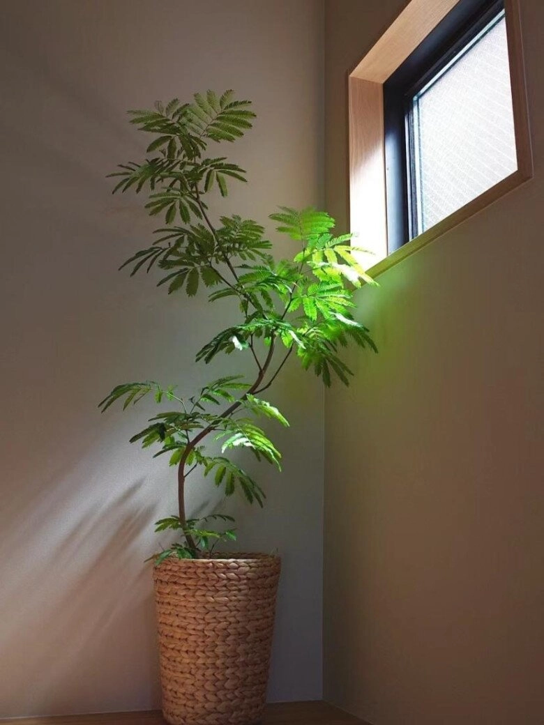 Trong phòng khách có 3 cây xanh phát tài này 10 người thì 9 người giàu có - 6