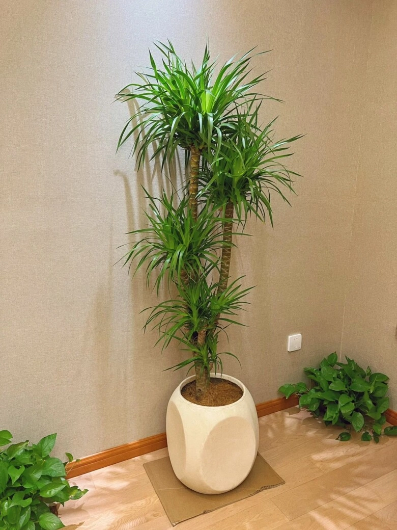 Trong phòng khách có 3 cây xanh phát tài này 10 người thì 9 người giàu có - 7