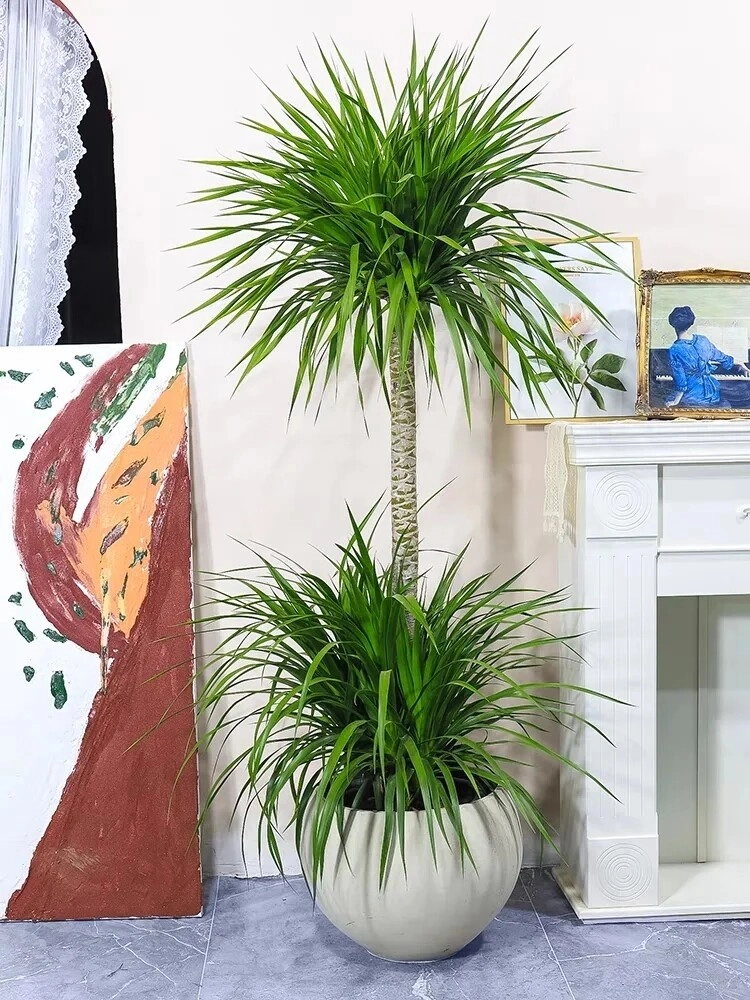 Trong phòng khách có 3 cây xanh phát tài này 10 người thì 9 người giàu có - 9