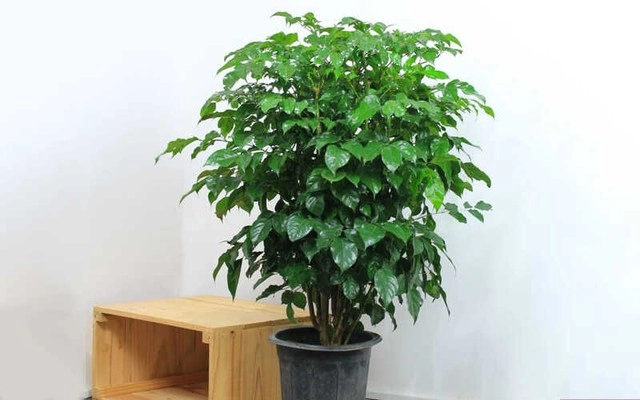 Ý nghĩa phong thủy tuyệt vời tác dụng cách chăm sóc cây hạnh phúc làm sạch không khí - 1
