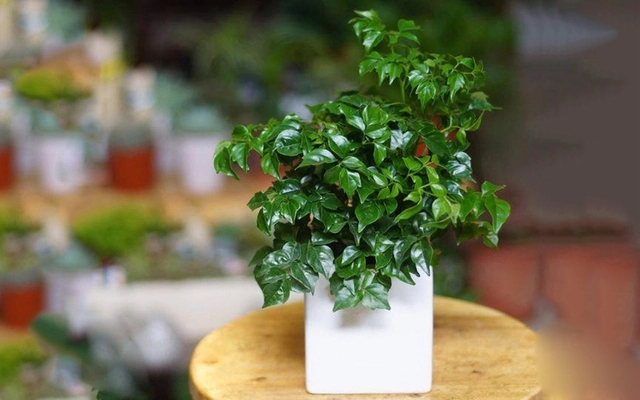 Ý nghĩa phong thủy tuyệt vời tác dụng cách chăm sóc cây hạnh phúc làm sạch không khí - 3