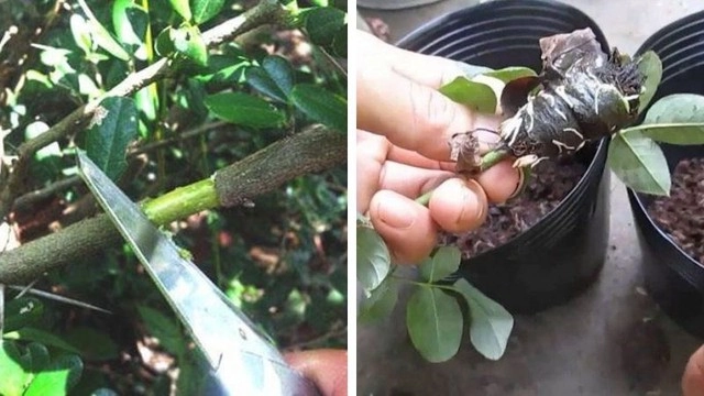 Ý nghĩa phong thủy tuyệt vời tác dụng cách chăm sóc cây hạnh phúc làm sạch không khí - 4
