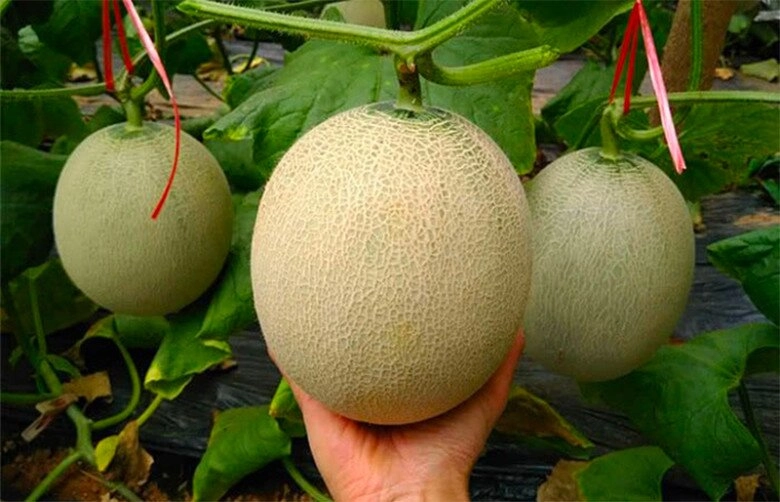 Chọn dưa lưới hay bị dính quả nhạt người nông dân mách 5 điều này mua 100 quả cũng ngon ngọt như nhau - 4