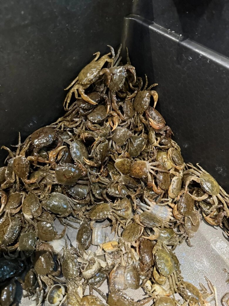 Hương giang mang bầu vẫn hì hục ngồi cả buổi làm cua đáp bình luận gái phố bây giờ mới biết sờ vào con cua - 4