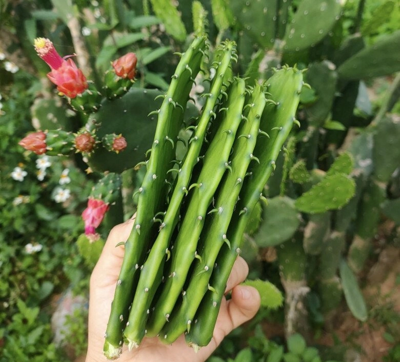 Loại cây đầy gai không ai nghĩ ăn được đem nấu canh được món ngon mê mẩn - 2