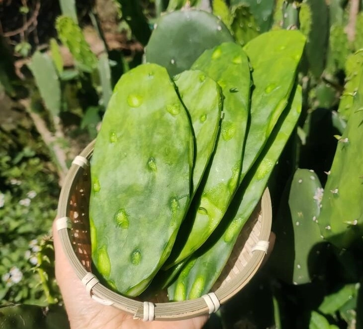 Loại cây đầy gai không ai nghĩ ăn được đem nấu canh được món ngon mê mẩn - 3