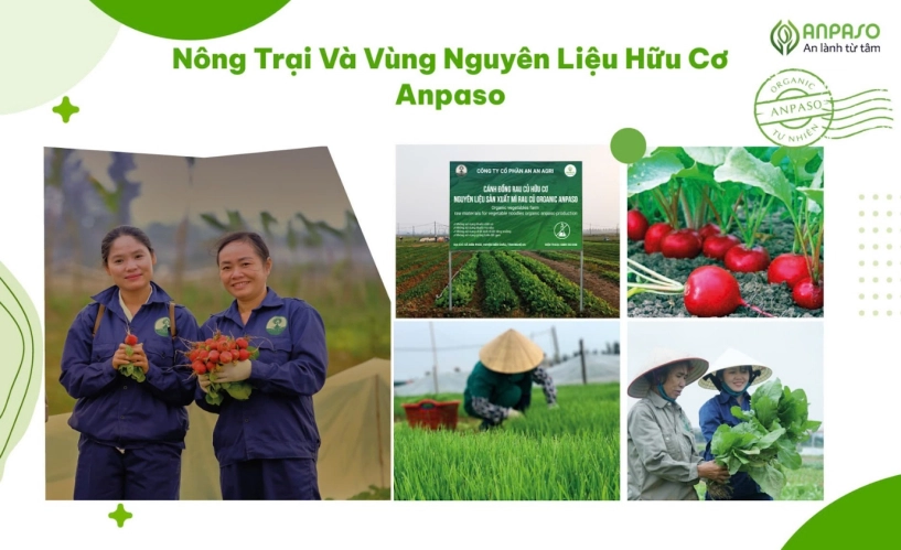 Mì ăn dặm organic anpaso - mô hình từ nông trại đến bàn ăn vì sự phát triển toàn diện của trẻ em việt nam - 2