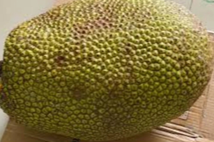 Mua mít chẳng may chưa chín nhớ cho thìa này vào trong quả chỉ 3 ngày là thơm phức tha hồ ăn - 2