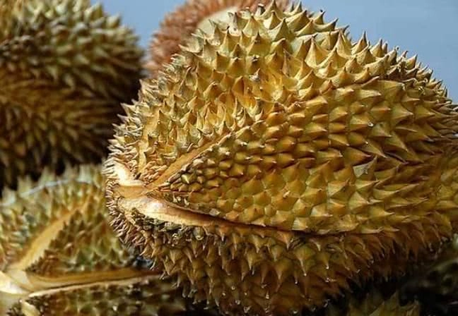 Mua sầu riêng hay bị sượng nhạt nhìn vào chỗ này thôi là biết ngay quả nào ngọt không lo tắm hóa chất - 3