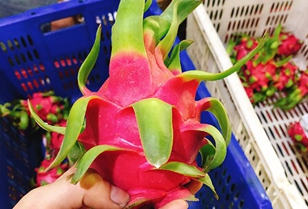 Mua thanh long nhìn vào vảy thấy điều này mua ngay người bán cũng phải khen bạn là thánh đi chợ - 1