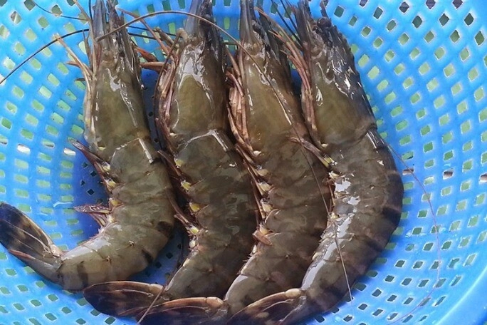 Mua tôm thấy có những dấu hiệu này né ngay lập tức dù rẻ như cho cũng đừng mua kẻo hại thân - 1