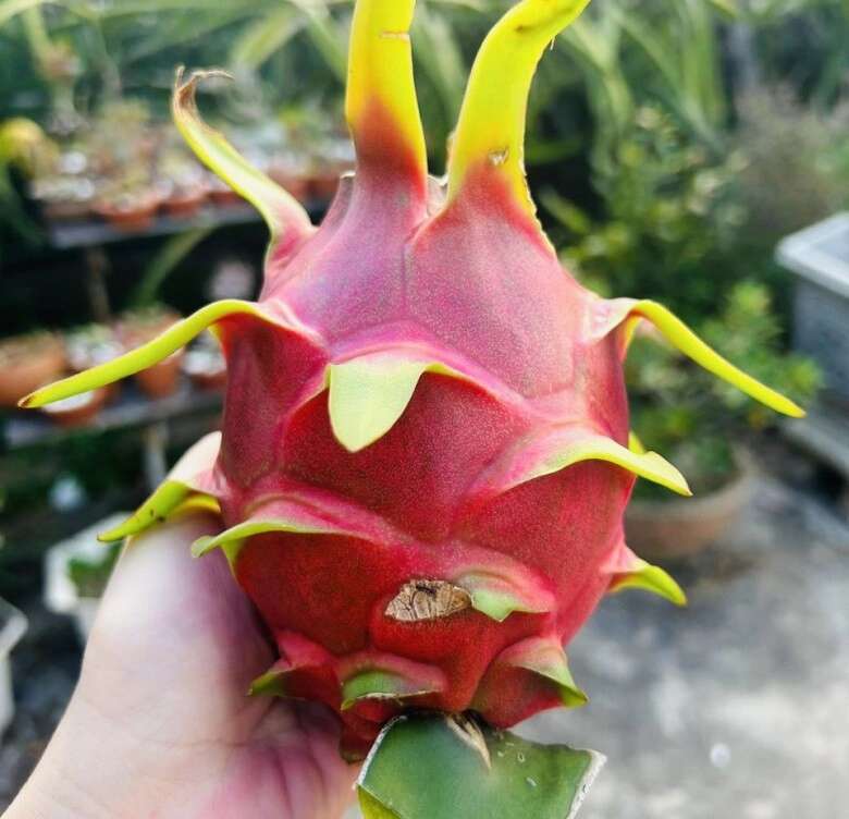 Những thứ không thể thiếu trong mâm cỗ trung thu nhớ chuẩn bị đầy đủ tài lộc đến đầy nhà - 3