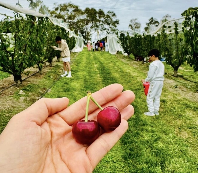 Ốc thanh vân quay clip đi hái cherry ai cũngchú ý bé cola thiếu nữ 11 tuổi hợp nước úc chân dài dáng đẹp sau 10tháng định cư - 4