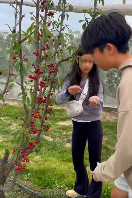 Ốc thanh vân quay clip đi hái cherry ai cũngchú ý bé cola thiếu nữ 11 tuổi hợp nước úc chân dài dáng đẹp sau 10tháng định cư - 9
