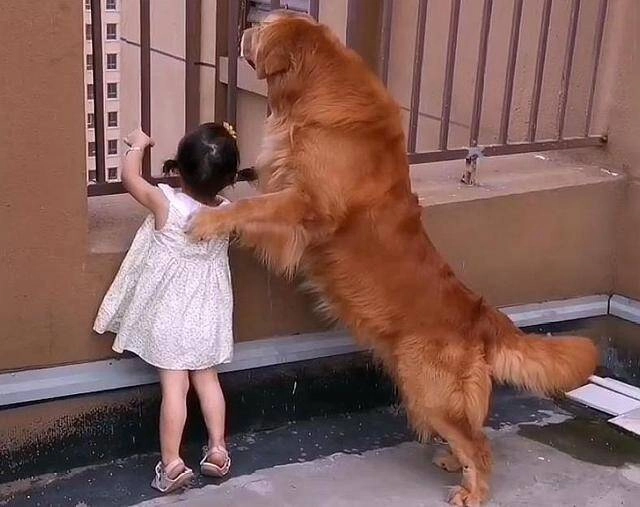 Thường xuyên để con gái 3 tuổi ở một mình với chó golden mẹ bỉm bật khóc khi chứng kiến cảnh tượng ở phòng khách - 1