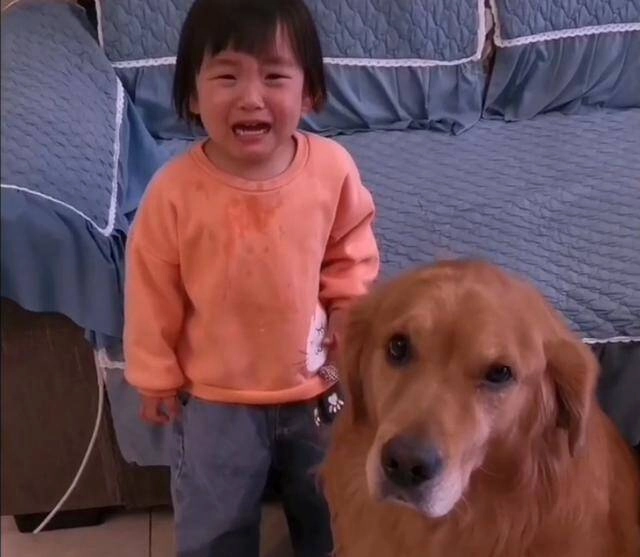 Thường xuyên để con gái 3 tuổi ở một mình với chó golden mẹ bỉm bật khóc khi chứng kiến cảnh tượng ở phòng khách - 3