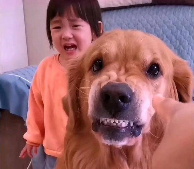 Thường xuyên để con gái 3 tuổi ở một mình với chó golden mẹ bỉm bật khóc khi chứng kiến cảnh tượng ở phòng khách - 4