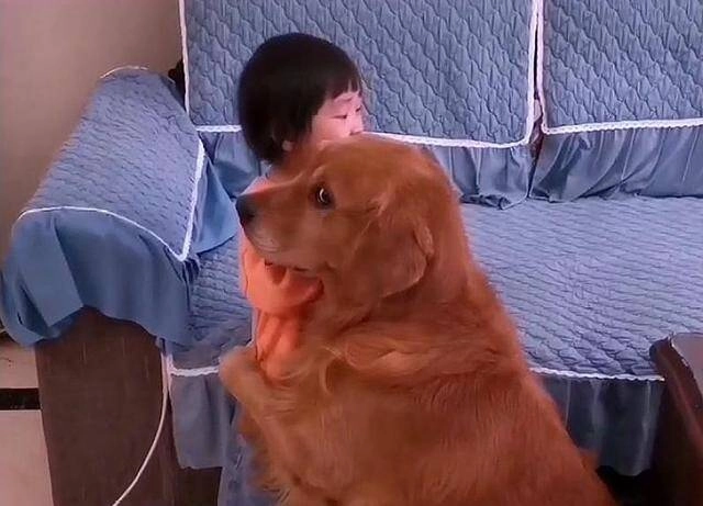Thường xuyên để con gái 3 tuổi ở một mình với chó golden mẹ bỉm bật khóc khi chứng kiến cảnh tượng ở phòng khách - 5