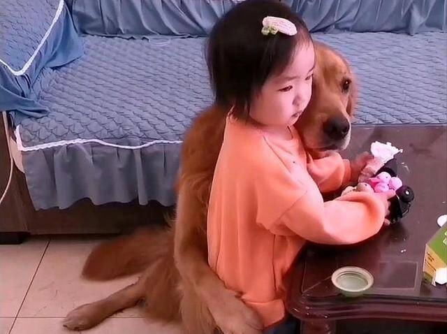 Thường xuyên để con gái 3 tuổi ở một mình với chó golden mẹ bỉm bật khóc khi chứng kiến cảnh tượng ở phòng khách - 7