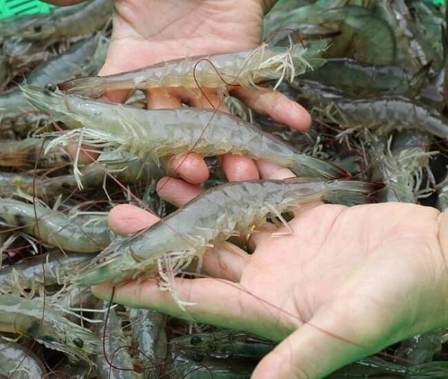 Tôm cấp đông không bị đen dầu vẫn tươi như mới bắt có thật đấy chỉ nhờ 1 nguyên liệu trong bếp - 1