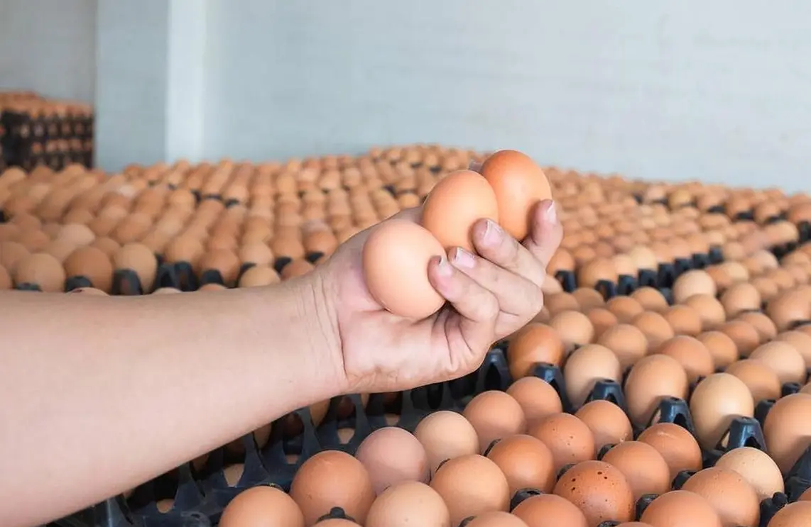 Trứng gà giàu dinh dưỡng nhưng 6 loại này nên hạn chế ăn vừa kém chất lượng lại có hại cho sức khỏe - 2