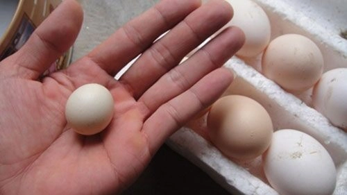 Trứng gà giàu dinh dưỡng nhưng 6 loại này nên hạn chế ăn vừa kém chất lượng lại có hại cho sức khỏe - 5