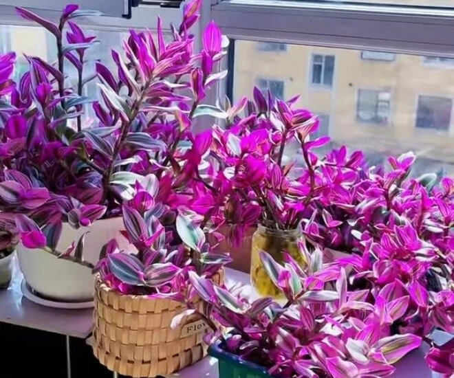 10x trồng loại cỏ dại xưa chỉ cho lợn ăn làm cảnh không ngờ đẹp hơn trầu bà - 1