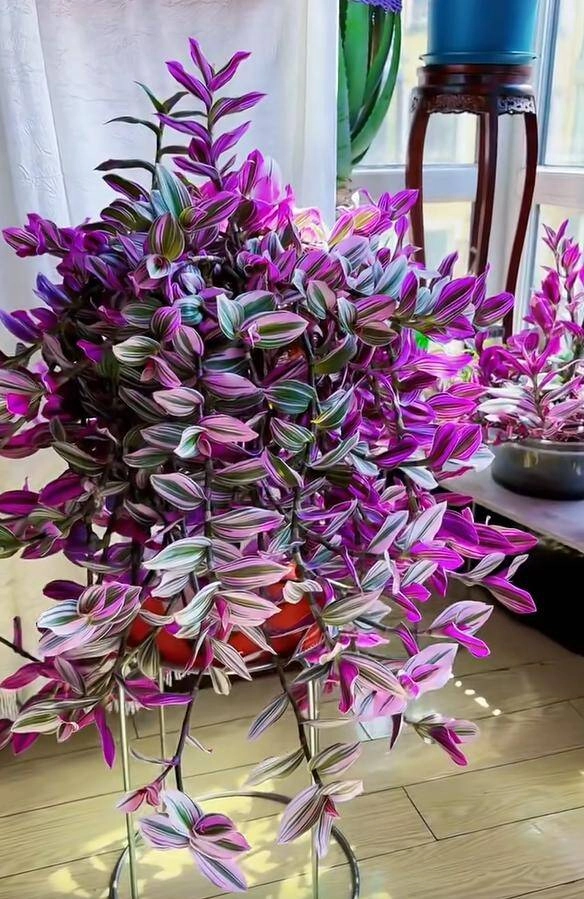 10x trồng loại cỏ dại xưa chỉ cho lợn ăn làm cảnh không ngờ đẹp hơn trầu bà - 2