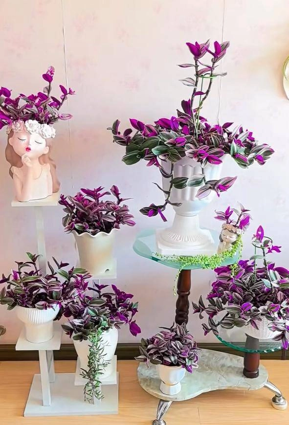 10x trồng loại cỏ dại xưa chỉ cho lợn ăn làm cảnh không ngờ đẹp hơn trầu bà - 3