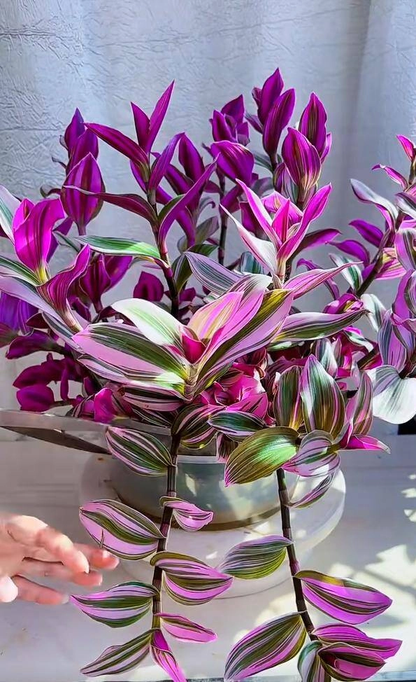 10x trồng loại cỏ dại xưa chỉ cho lợn ăn làm cảnh không ngờ đẹp hơn trầu bà - 8