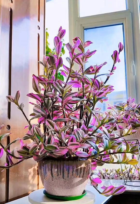 10x trồng loại cỏ dại xưa chỉ cho lợn ăn làm cảnh không ngờ đẹp hơn trầu bà - 9
