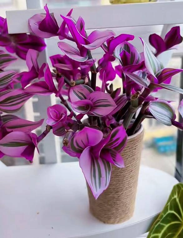 10x trồng loại cỏ dại xưa chỉ cho lợn ăn làm cảnh không ngờ đẹp hơn trầu bà - 11