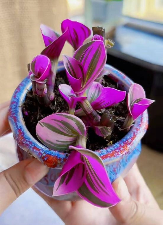 10x trồng loại cỏ dại xưa chỉ cho lợn ăn làm cảnh không ngờ đẹp hơn trầu bà - 12