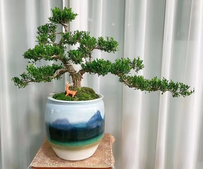 3 cây bonsai sống khỏe hơn 50 năm càng trồng càng đẹp giá trị tăng theo thời gian - 1