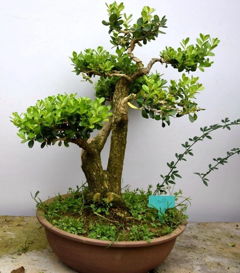 3 cây bonsai sống khỏe hơn 50 năm càng trồng càng đẹp giá trị tăng theo thời gian - 2