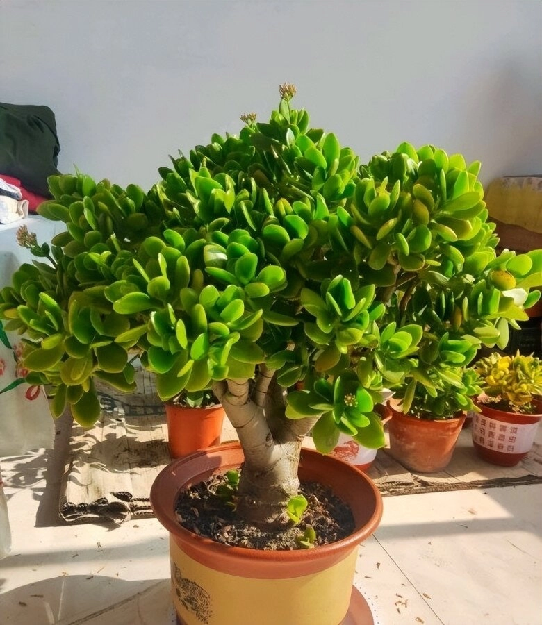 3 cây bonsai sống khỏe hơn 50 năm càng trồng càng đẹp giá trị tăng theo thời gian - 3