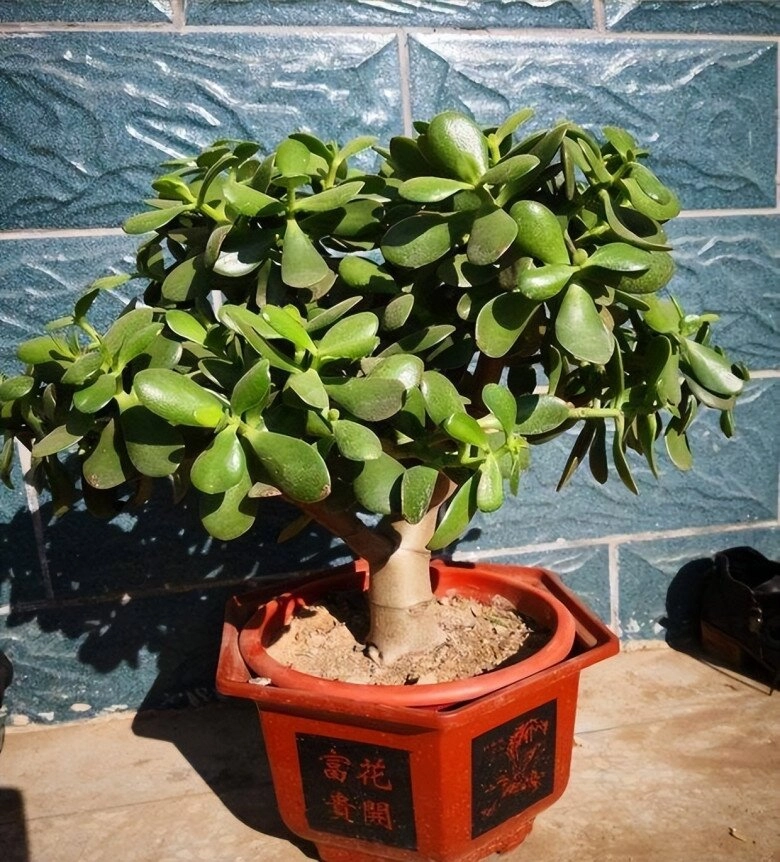 3 cây bonsai sống khỏe hơn 50 năm càng trồng càng đẹp giá trị tăng theo thời gian - 4
